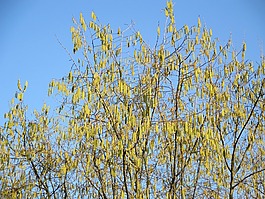 haselzoetteli,樹,審美