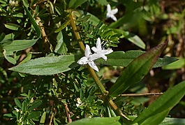 buttonweed,花,開花