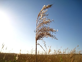 蘆葦,在風(fēng)分支,天空藍(lán)