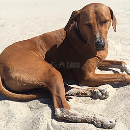 背脊犬,沙,狗
