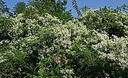 喬-野良雜草和野生威靈仙,野花,花