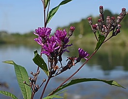 ironweed,花,开花