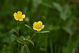 毛茛,廠,野草
