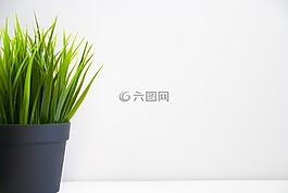 花卉,植物,綠色