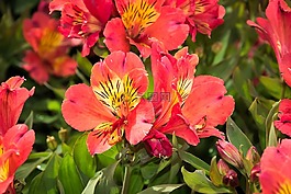 花,紅色黃色,鮮花
