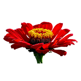 花,百日草,紅色