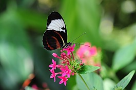 蝴蝶,鮮花,昆蟲(chóng)