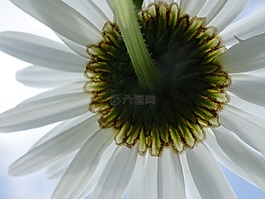 花,白,margarithe