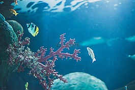 海洋,魚,珊瑚