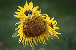 太陽(yáng)花,黃色,開花