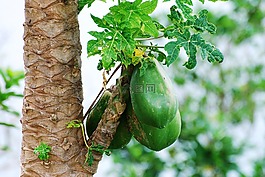椰子,性質(zhì),椰子樹