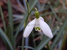 春天,花卉,白