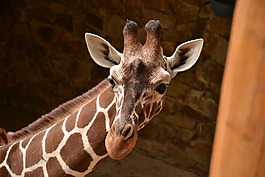 長(zhǎng)頸鹿,動(dòng)物園,動(dòng)物