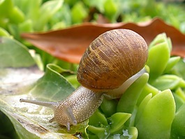 蝸牛,軟體動物,植物