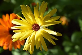 花,黃色,橙色