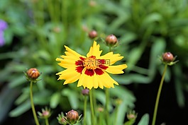 花,開花,黃色