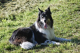 边境牧羊犬,狗,气喘吁吁