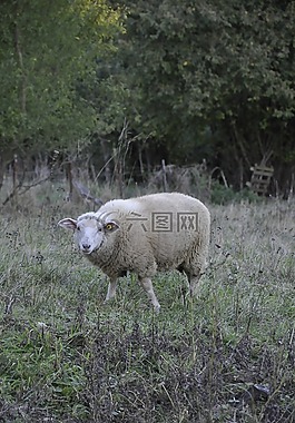 羊,性質(zhì),動物