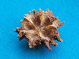 mamoninha,brasiliocroton mamoninha,牡蛎水果