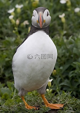 海雀,alcids,鳥
