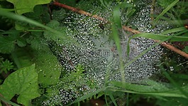 露水,綠色,自然