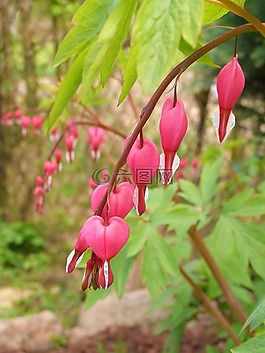 流血的心,花,粉紅色