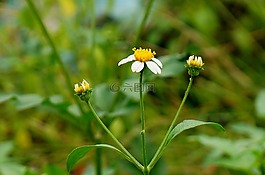 野雛菊,白,天性