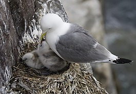 燕窩,鳥,小雞