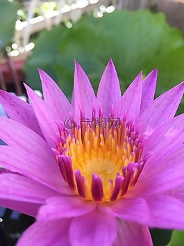 莲花,紫色的莲花。,浴缸