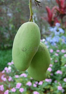 芒果,自然,水果