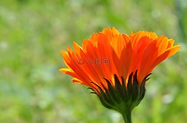 花,顏色橙色,植物區(qū)系