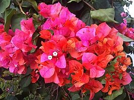 九重葛,菩提泰 nobiu,花
