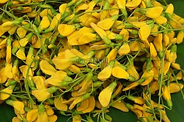 花,浮动的季节,越南