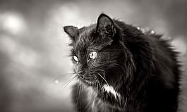 捕食者,貓,爪