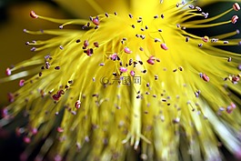 花,黃色,雌蕊