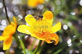 蜜蜂,花,開花