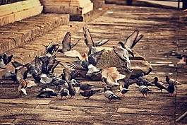 鴿子,鳥,鳥群