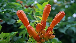 濕的花,花園,特寫