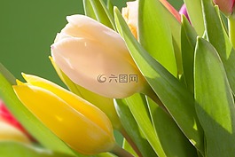 郁金香,花束,春天