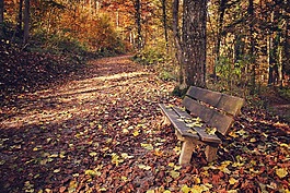 公园,公园长椅,叶子