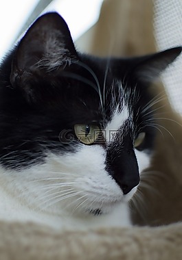 貓,貓攝影,動物