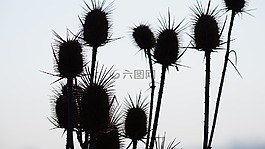 水飞蓟,冬季,干枯的蓟