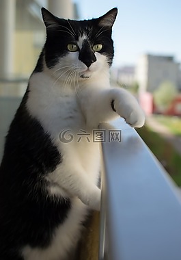 貓,貓攝影,動物