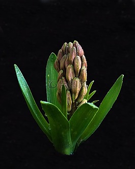 風(fēng)信子,花,廠