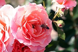 花,粉色,蜜蜂
