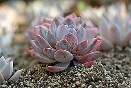 一種肉質(zhì)植物,肉質(zhì) 在這,仙人掌