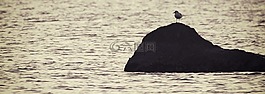海,巖,鳥