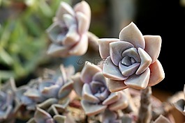 一種肉質(zhì)植物,肉質(zhì) 在這,仙人掌