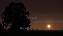 树,日落,多云