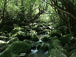 屋久島,自然,幽靈